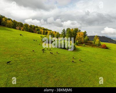 Ein Luftbild fängt Pferde ein, die auf einem breiten grünen Feld grasen, mit einer Linie von lebhaften Herbstbäumen und einem bewölkten Himmel im Hintergrund Stockfoto