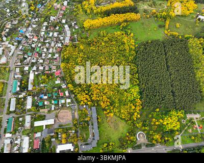 Ein Blick von oben nach unten auf ein Wohngebiet neben einem lebhaften Herbstwald mit gemischten grünen und gelben Bäumen in Ridder, Kasachstan Stockfoto