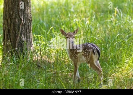 Ein kleiner Damhirsch, der im Wald lebt Stockfoto