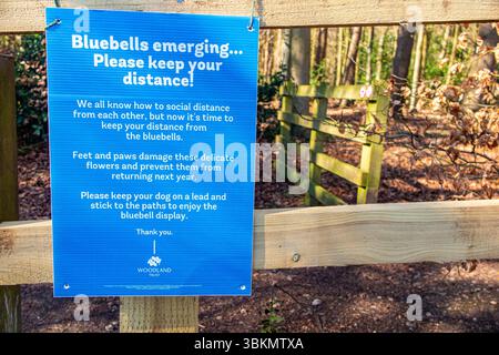 Ein Schild verlangt, dass Wanderer sich auf dem Weg halten und Hunde auf den Leads, um die Glockenblumen zu schützen, bevor sie im Frühling erscheinen, Buckinghamshire, Engand Stockfoto