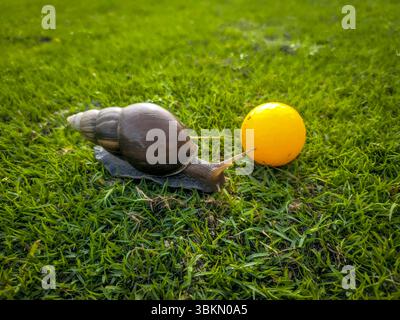 Eine große Schnecke kriecht auf dem Gras neben einem Golfball. Die Schnecke scheint den Golfball zu fressen, was ein ungewöhnlicher Anblick ist Stockfoto