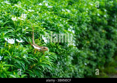 Eidechse sitzt auf einem Busch. Der Busch ist grün und hat weiße Blüten. Die Eidechse ist braun und hat einen langen Schwanz Stockfoto
