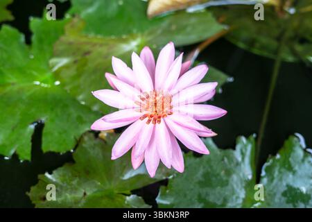 Schöne Wasserlilie oder Bunga Teratai / Lotusblume im Teich, Natur Hintergrund. Stockfoto