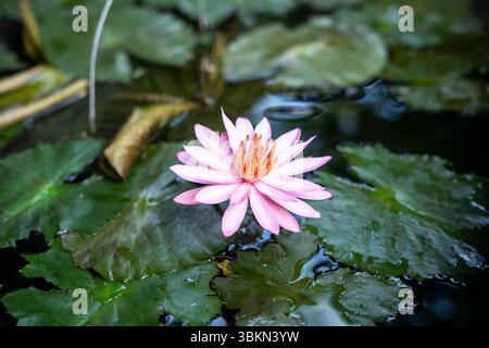 Schöne Wasserlilie oder Bunga Teratai / Lotusblume im Teich, Natur Hintergrund. Stockfoto