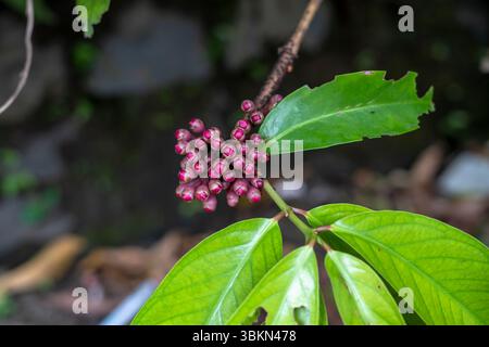 Jamaika Guave Blume oder besser bekannt als Darsono Wasser Guava Pflanze Stockfoto