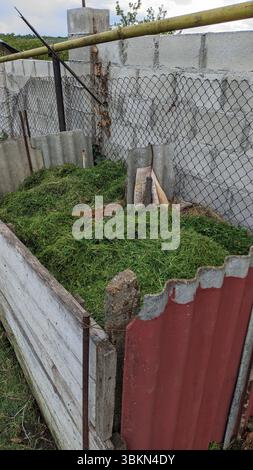 Ein Kompostierkorb voller frisch geschnittenem Grünrasenschnitt für nachhaltige Gartenarbeit und Recycling Stockfoto