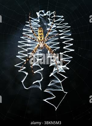 Eine Spinne, die auf dem Zickzack ihres Netzes sitzt und auf ihre nächste Mahlzeit wartet. Das Netz ist an einem Hausfenster in Fort Worth, Texas, USA, befestigt Stockfoto