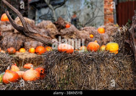 Eine wunderschöne Herbsternte mit verschiedenen bunten Kürbissen, die auf rustikalen Heuballen für Halloween angeordnet sind Stockfoto