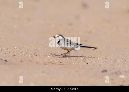 Ein weißer Bachstelz spaziert auf dem Boden im Desert National Park am Stadtrand von Jaisalmer in Rajasthan Stockfoto