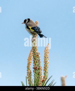 Ein Goldfink, Arnside, Milnthorpe, Cumbria, Großbritannien Stockfoto