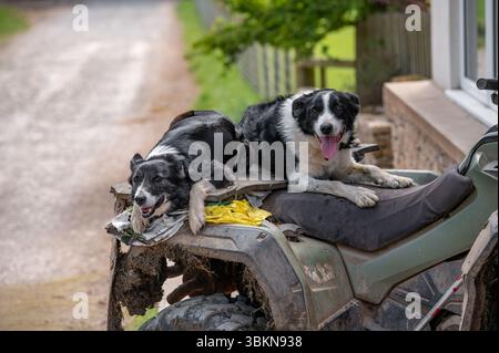 Farm Border Collie Schäferhunde auf einem Quad, Cumbria, Großbritannien. Stockfoto