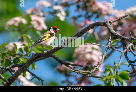 Ein Goldfink, Arnside, Milnthorpe, Cumbria, Großbritannien Stockfoto