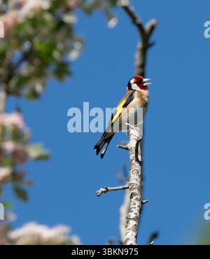 Ein Goldfink, Arnside, Milnthorpe, Cumbria, Großbritannien Stockfoto