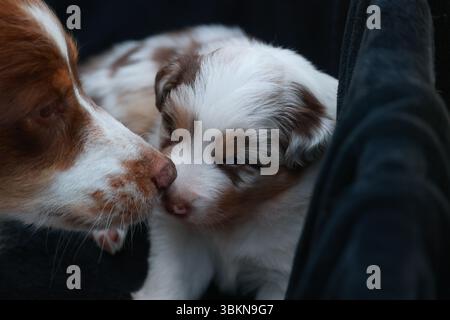 Ein kleiner Hund liegt auf einer schwarzen Decke neben einem größeren Hund Stockfoto