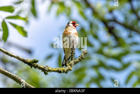 Ein Goldfink, Arnside, Milnthorpe, Cumbria, Großbritannien Stockfoto