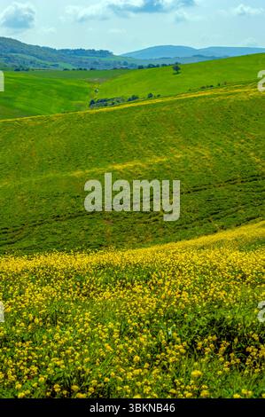 Felder und Berge. Gelbe Blumen blaue Berge in der Ferne. Magische Toskana Stockfoto