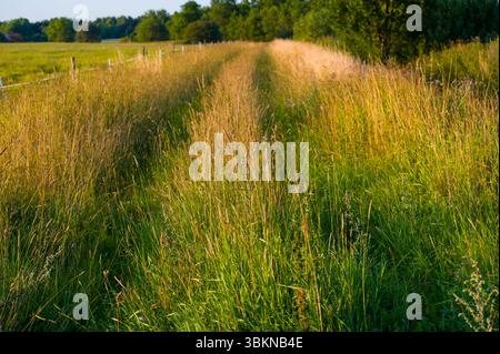 Romantische Sommerstraße in Skandinavien, mit einem Traktor auf dem Feld. Stockfoto