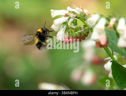 Eine Hummel, die Pollen einer Beinblume sammelt, Chipping, Preston, Lancashire, Großbritannien Stockfoto