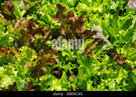 Eine lebhafte Mischung aus roten und grünen Blattsalaten, die in einem Gartenbeet eng zusammenwachsen. Die gestochen scharfe Textur, helle Farben und natürliches Sonnenlicht Stockfoto