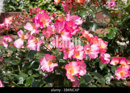 Rosa Yann Arthus-Bertrand Stockfoto