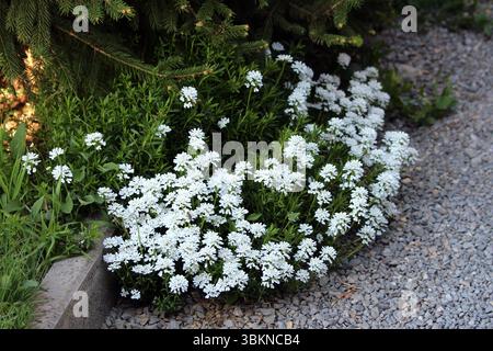 Candytuft Iberis sempervirens, auch immergrüne Candytuft und mehrjährige Candytuft genannt, bildet eine dichte Matte aus weißen Blüten und grünen Blättern, die blüht Stockfoto