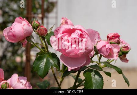 Rosa Comtesse de Ségur Stockfoto