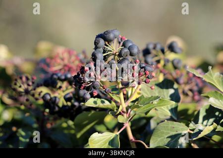 Hedera Helix, auch Efeu und englischer Efeu genannt, zeigt schwarze Beeren und glänzend grüne Blätter auf einer bewaldeten Kletterrebe, die sich in ihnen aufblüht Stockfoto