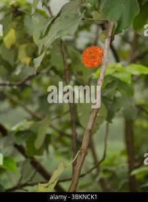 Frucht der Papiermaulbeere Broussonetia papyrifera. Red River. Hanoi. Vietnam. Stockfoto