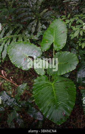 Nachtduft Lilie Alocasia odora. Cat Ba Nationalpark. Cat Ba Island. Vietnam. Stockfoto