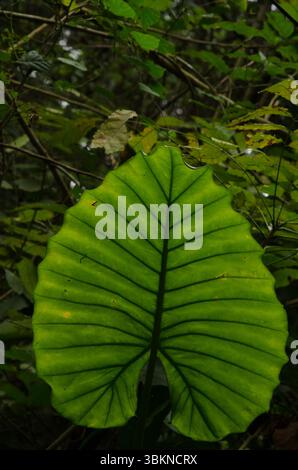 Blatt der nach Nacht duftenden Lilie Alocasia odora. Cat Ba Nationalpark. Cat Ba Island. Vietnam. Stockfoto
