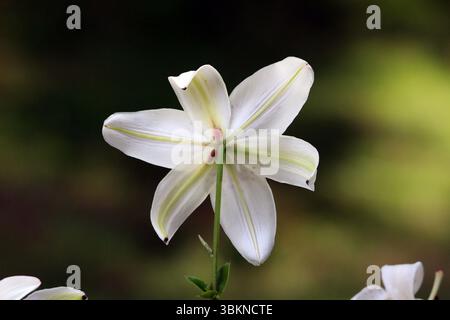 Lily Lilium, auch Osterlilie und Trompetenlilie genannt, zeigt eine weiße Blüte von hinten, die blassgrüne Adern und einen zentralen Stamm offenbart Stockfoto