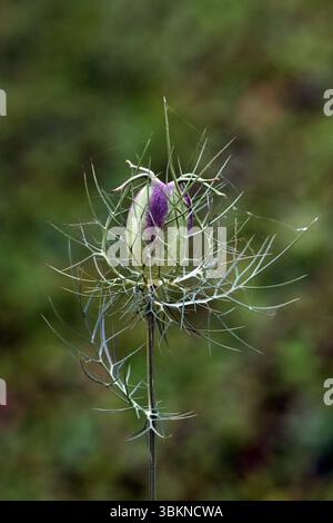 Nigella damascena, auch Teufel in einem Busch und wilder Fenchelblume genannt, zeigt eine lila gefärbte Knospe, die von feinen, spitzen Blättern umgeben ist Stockfoto