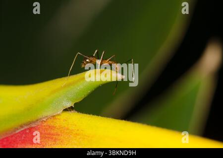 Gelbe verrückte Ameise Anoplolepis gracilipes. Cat Ba Island. Cat Ba Archipel. Vietnam. Stockfoto