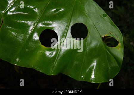 Blatt der Nachtlilie Alocasia odora mit Löchern pflanzenfressender Wirbelloser. Cat Ba Nationalpark. Cat Ba Archipel. Vietnam. Stockfoto