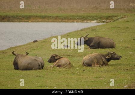 Wasserbüffel Bubalus bubalis ruht. Van Long Wetland Nature Reserve. Bezirk Gia Vien. Provinz Ninh Binh. Vietnam. Stockfoto