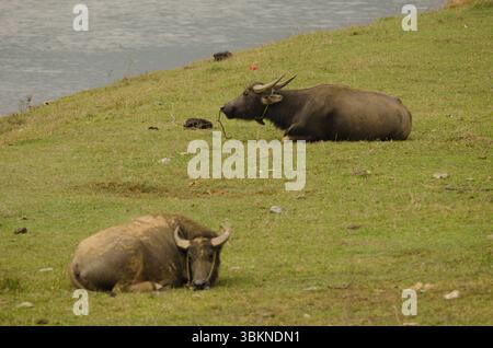 Wasserbüffel Bubalus bubalis ruht. Van Long Wetland Nature Reserve. Bezirk Gia Vien. Provinz Ninh Binh. Vietnam. Stockfoto