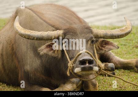 Wasserbüffel Bubalus bubalis ruht. Van Long Wetland Nature Reserve. Bezirk Gia Vien. Provinz Ninh Binh. Vietnam. Stockfoto