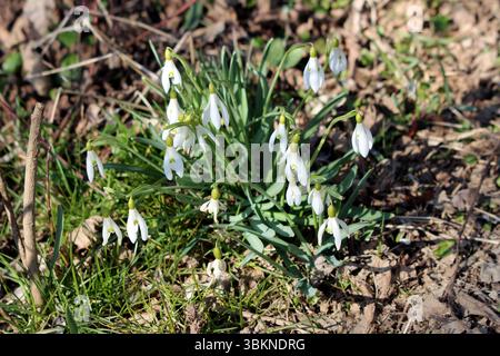 Schneeglöckchen Galanthus nivalis, auch bekannt als gewöhnliche Schneeglöckchen und helle Mägde des Februar, produziert nickende weiße glockenförmige Blüten mit grünen Markierungen, blühen Stockfoto