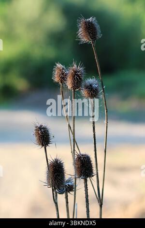 Die Teasel Dipsacus fullonum, auch bekannt als wilde Teasel und Fuller-Teasel, verfügt über hohe Stiele mit braunen, stacheligen getrockneten Samenköpfen, die in einem Sonnenlicht stehen Stockfoto