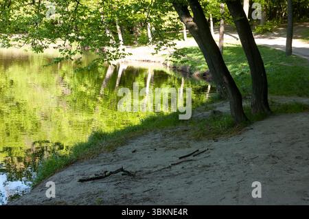 Sonniger Sommertag – See mit grünem Wald, Sandstrand mit Gras und Stöcken, schattiger Vordergrund, Wasser und ferne Ufer hell im Sonnenlicht. Stockfoto