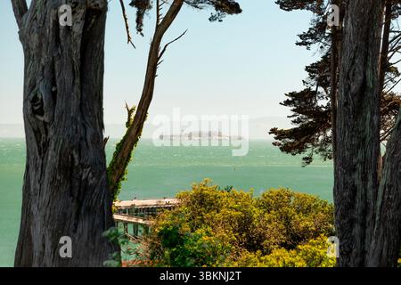 Alcatraz durch die Bäume Stockfoto
