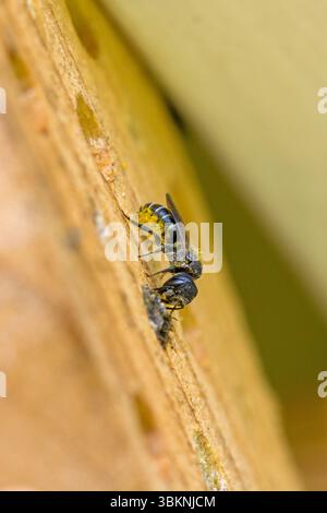 Eine kleine schwarze Wildbienengehägel mit gelbem Pollen auf dem Bauch in einem Insektenhotel, während die Nisthöhle mit kleinen Steinen im Sonnenlicht geschlossen wird Stockfoto