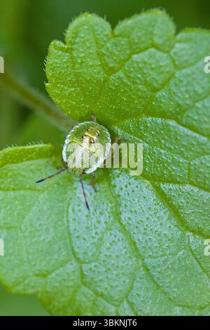 Nahansicht eine kleine grüne Nymphe im 3. Instar mit grünem Schild, gut getarnt auf einem grünen Blatt Stockfoto