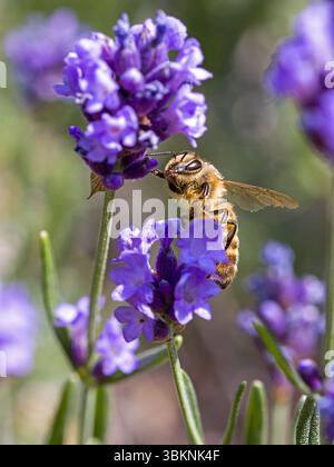 Eine westliche Honigbiene (APIs mellifera) auf einem violetten Lavendel im Sonnenlicht Stockfoto