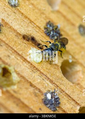 Eine kleine schwarze Wildbienengehägel mit gelbem Pollen auf dem Bauch in einem Insektenhotel, während die Nisthöhle mit kleinen Steinen im Sonnenlicht geschlossen wird Stockfoto