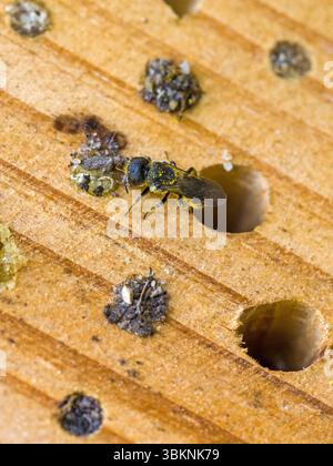 Eine kleine schwarze Wildbienengehägel mit gelbem Pollen auf dem Bauch in einem Insektenhotel, während die Nisthöhle mit kleinen Steinen im Sonnenlicht geschlossen wird Stockfoto