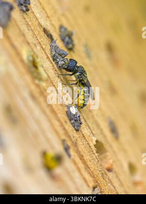 Eine kleine schwarze Wildbienengehägel mit gelbem Pollen auf dem Bauch in einem Insektenhotel, während die Nisthöhle mit kleinen Steinen im Sonnenlicht geschlossen wird Stockfoto