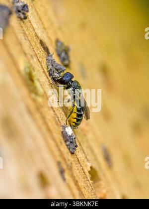 Eine kleine schwarze Wildbienengehägel mit gelbem Pollen auf dem Bauch in einem Insektenhotel, während die Nisthöhle mit kleinen Steinen im Sonnenlicht geschlossen wird Stockfoto