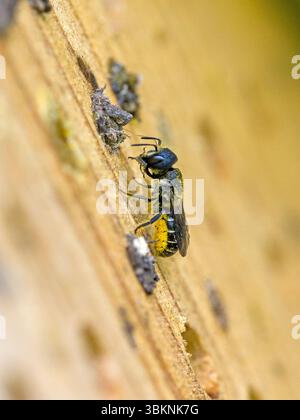 Eine kleine schwarze Wildbienengehägel mit gelbem Pollen auf dem Bauch in einem Insektenhotel, während die Nisthöhle mit kleinen Steinen im Sonnenlicht geschlossen wird Stockfoto