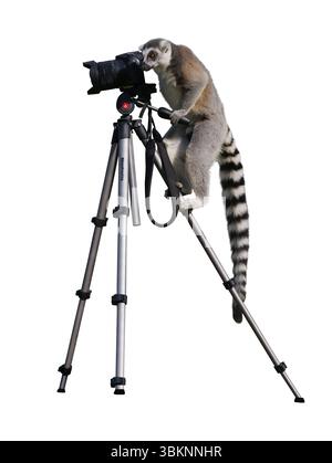 Lemur steht auf einem Stativ und hält eine Kamera isoliert auf weißem Hintergrund Stockfoto